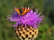 Sentiero dei fiori